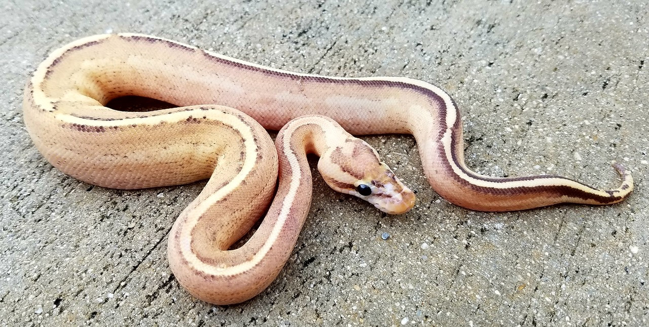 baby puma pastel ball python