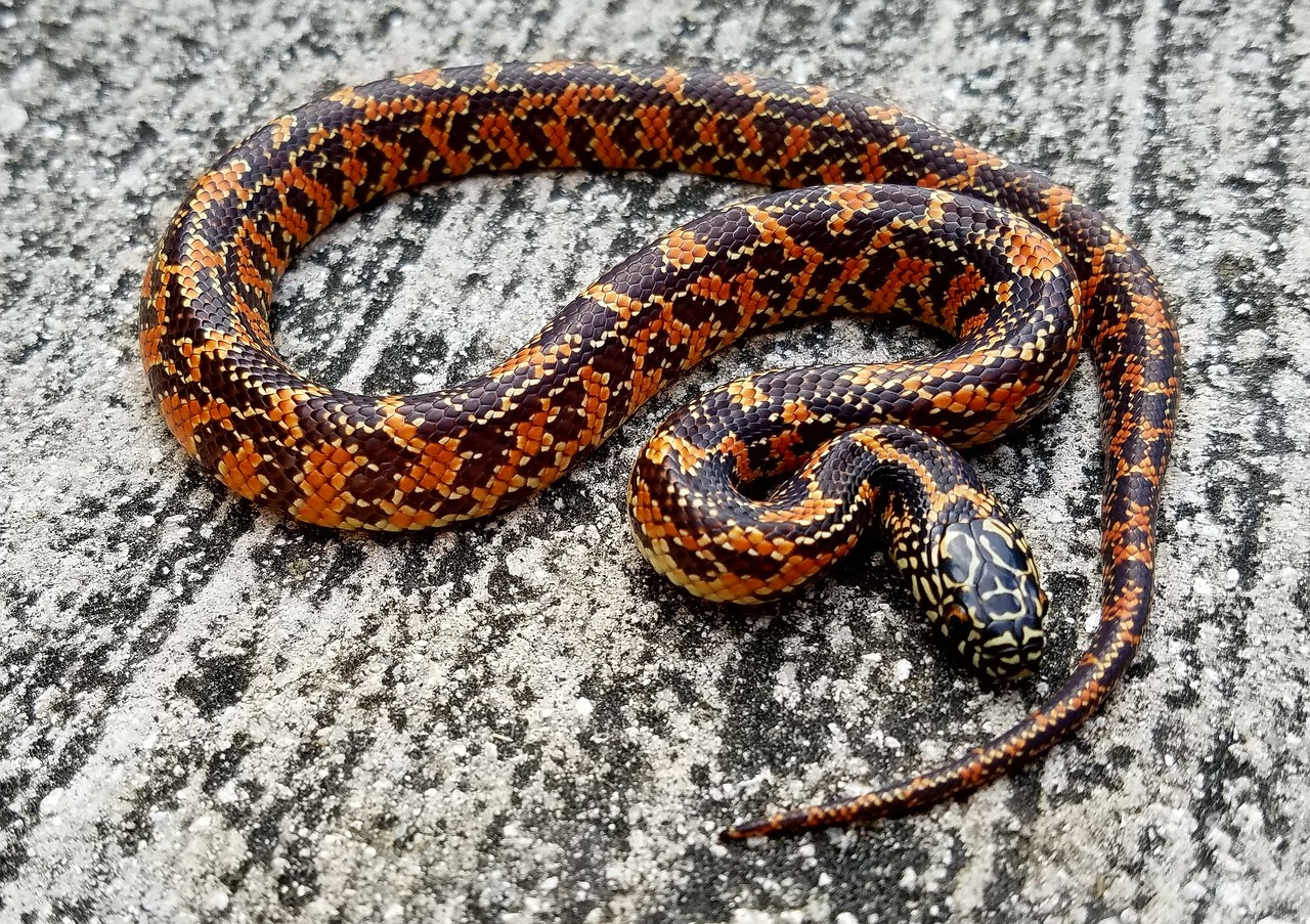 Ghost Florida King Snake for sale | Snakes at Sunset
