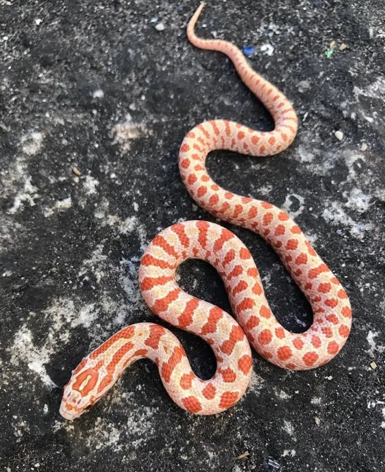 Prairie Kingsnake For Sale