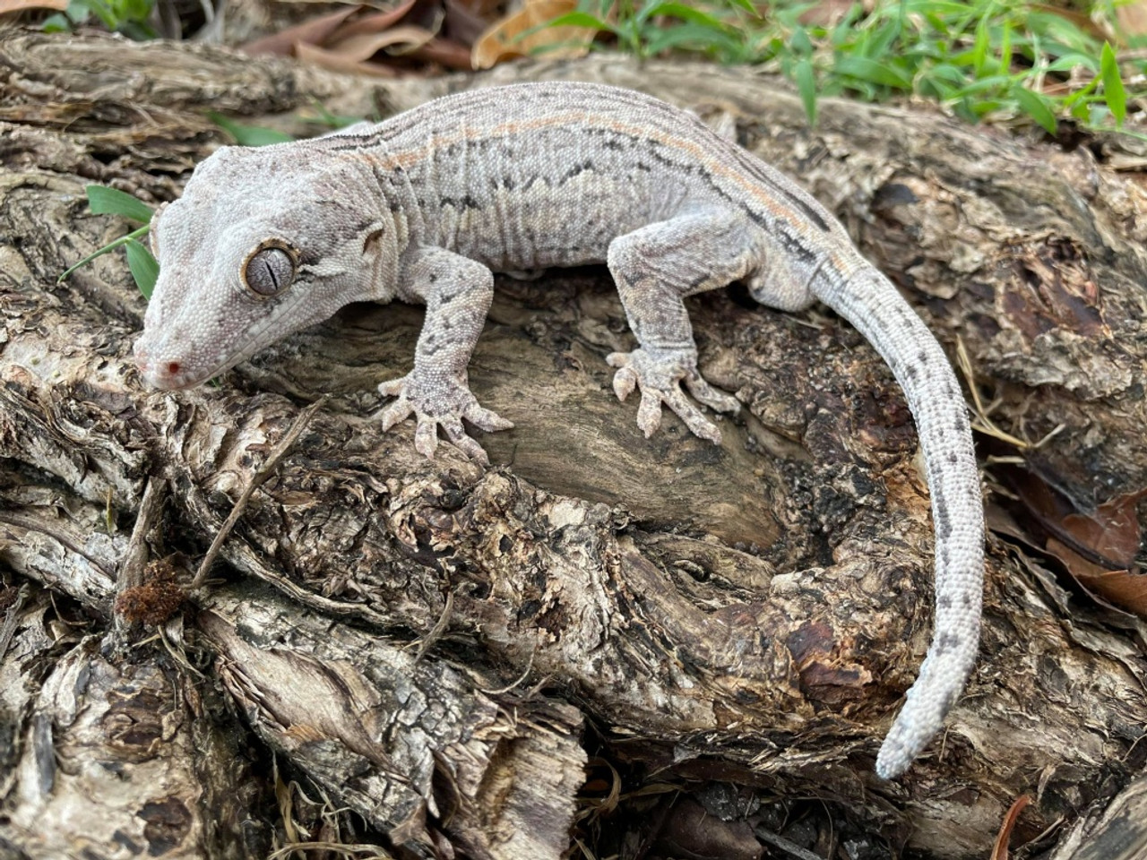 Gargoyle gecko deals price petco