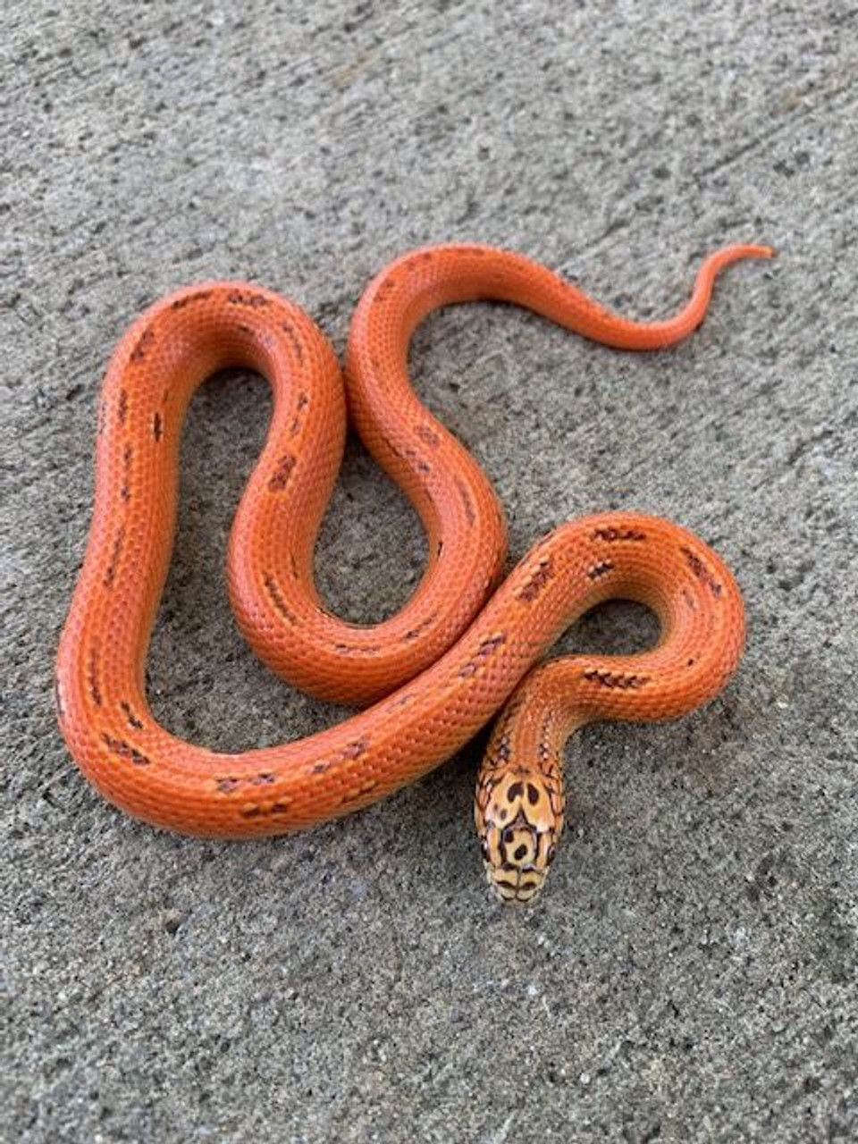 Ultra Mosaic Florida King Snake for sale Snakes at Sunset