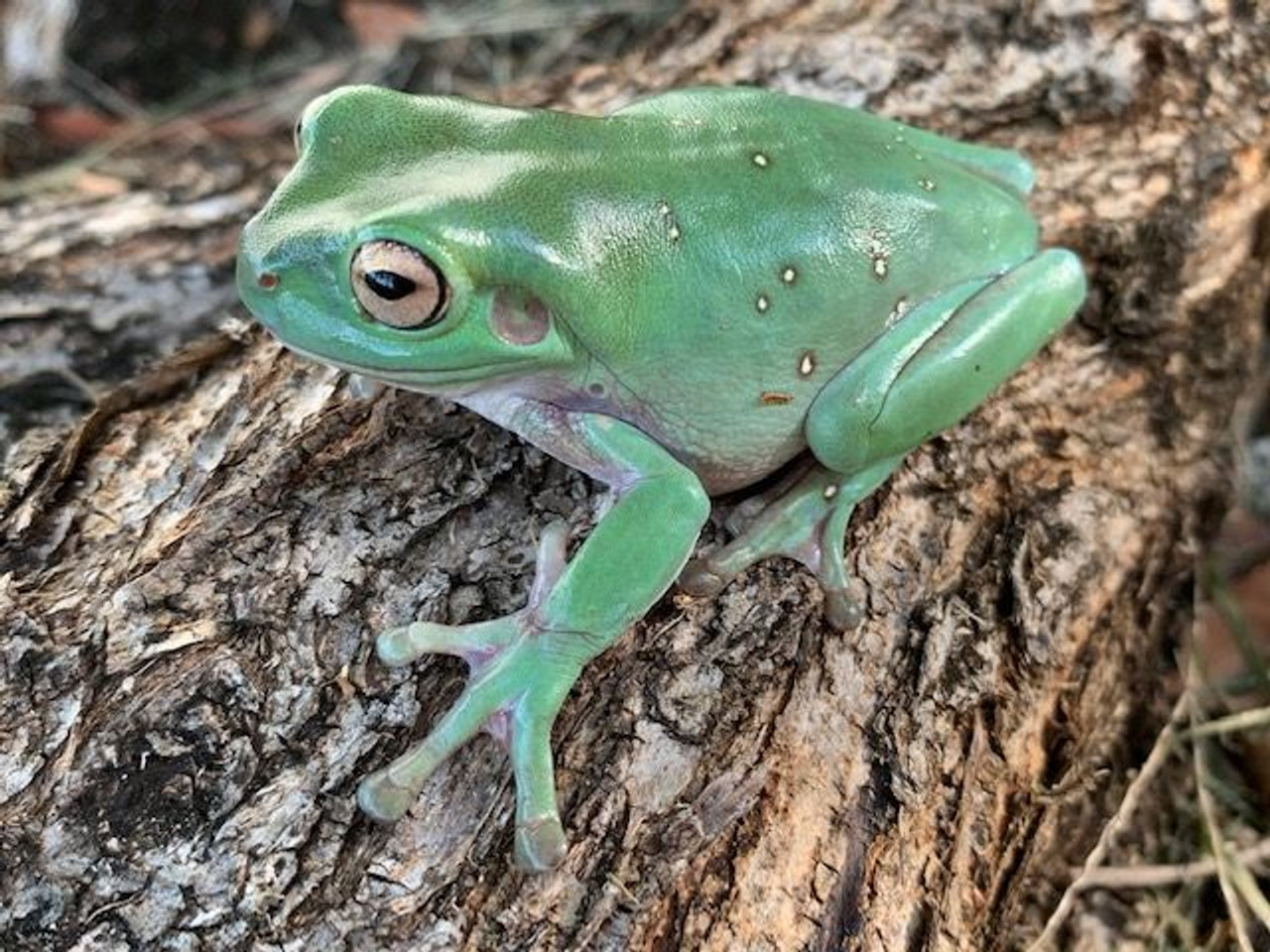 Whites Tree Frogs for sale | Snakes at Sunset