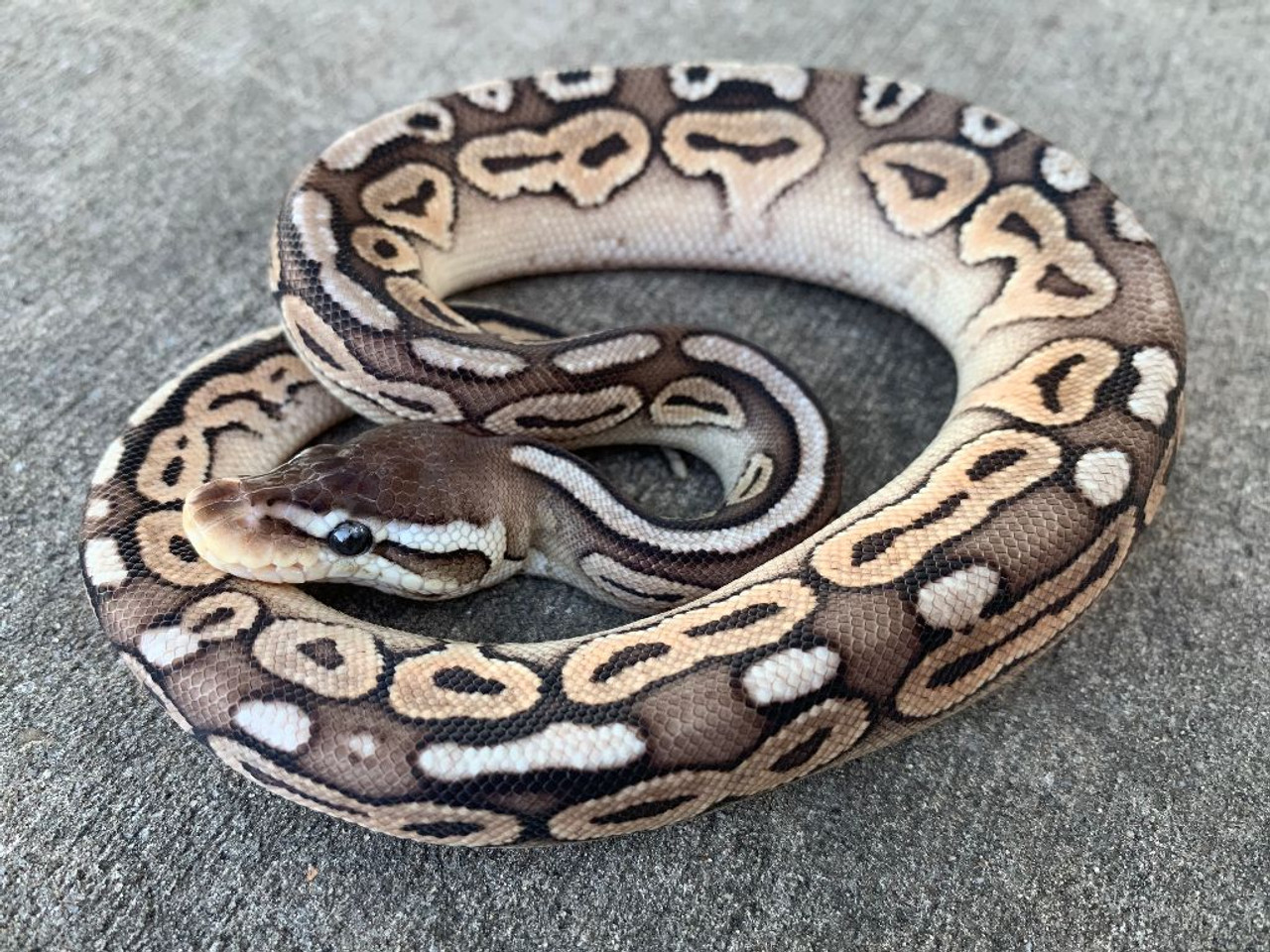 Pewter Ball Pythons for sale | Snakes at Sunset