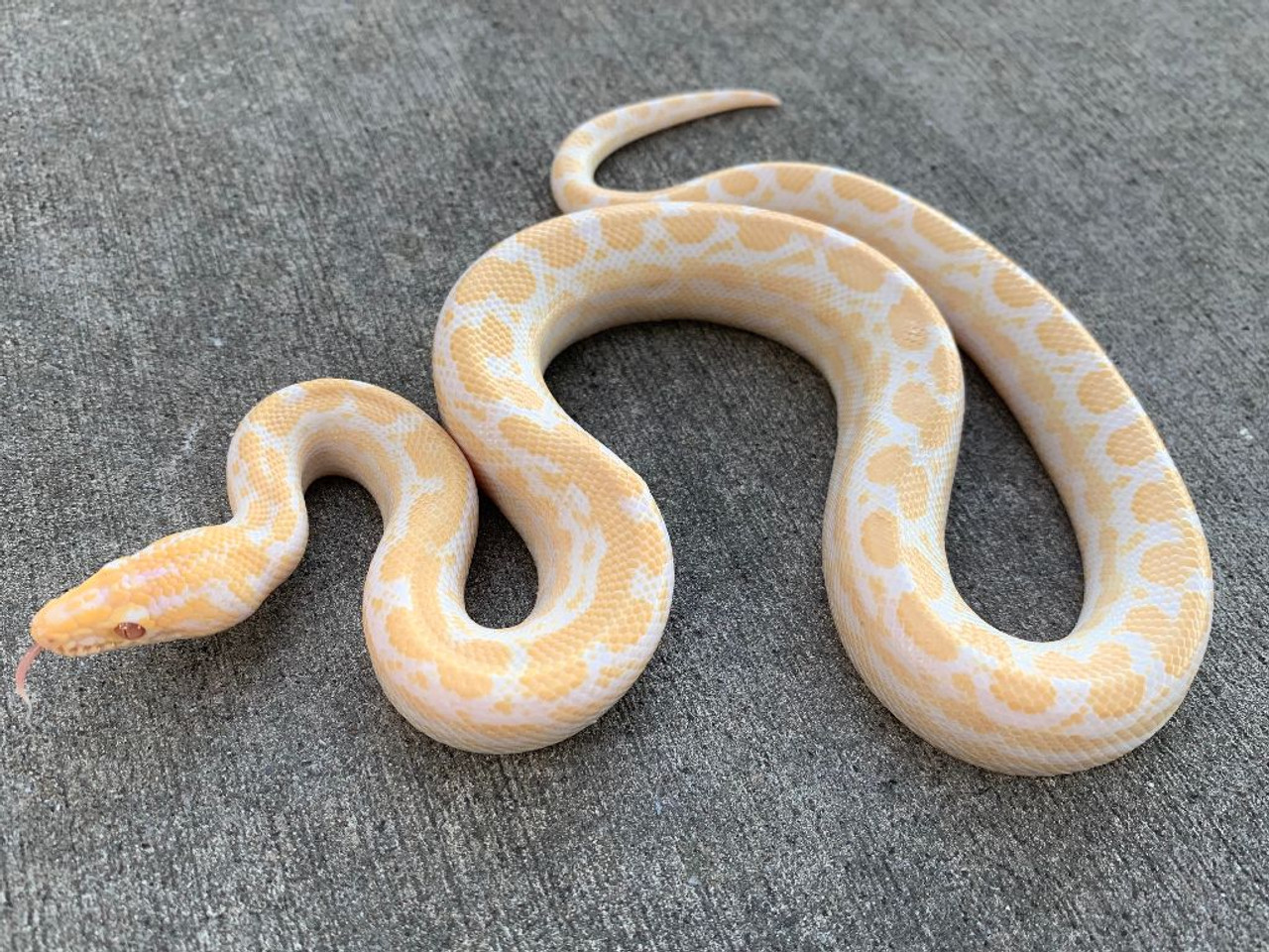 Leucistic Colombian Rainbow Boa for sale