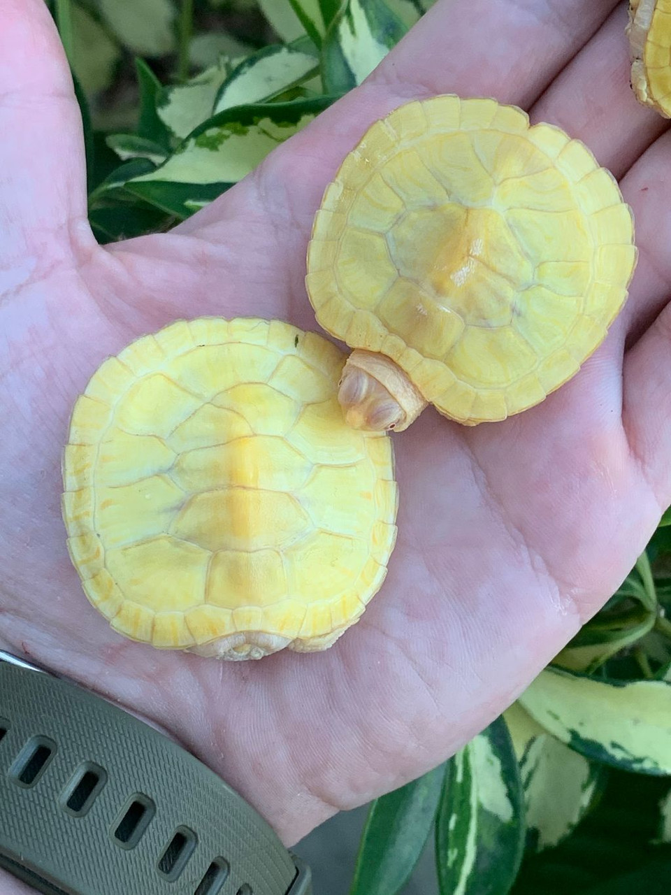 Albino Red Ear Slider Turtles for sale Snakes at Sunset