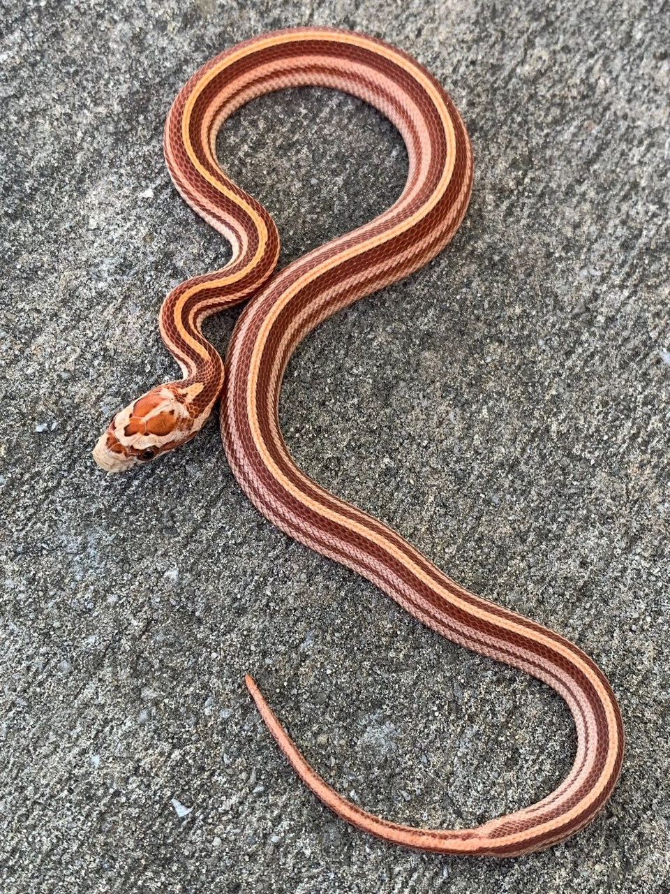 tessera snake