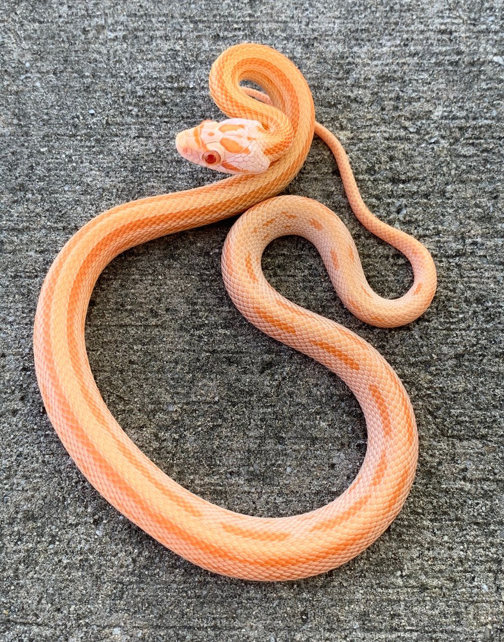 baby creamsicle corn snake