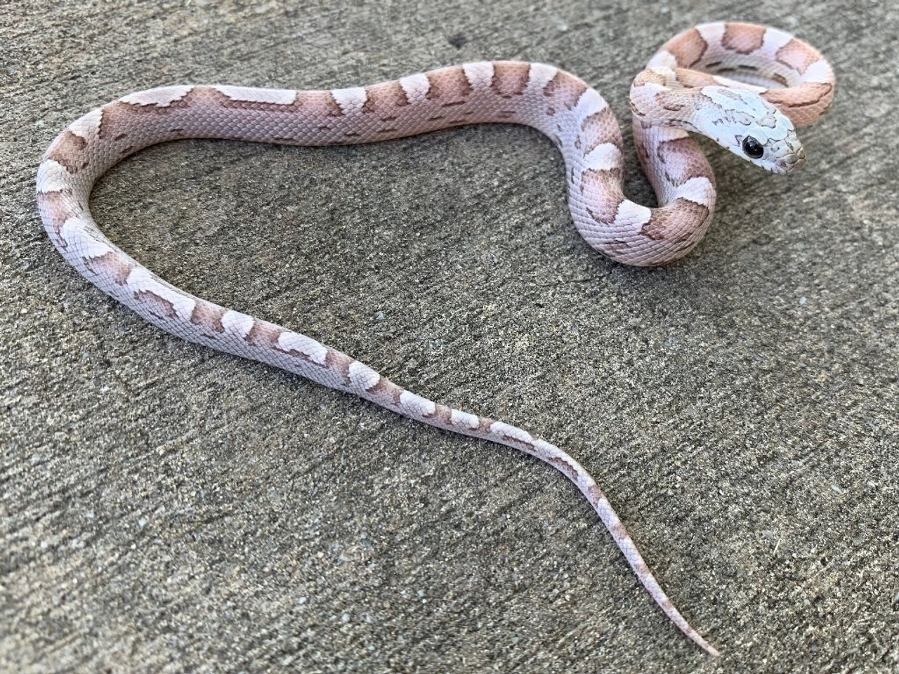 anerythristic motley corn snake