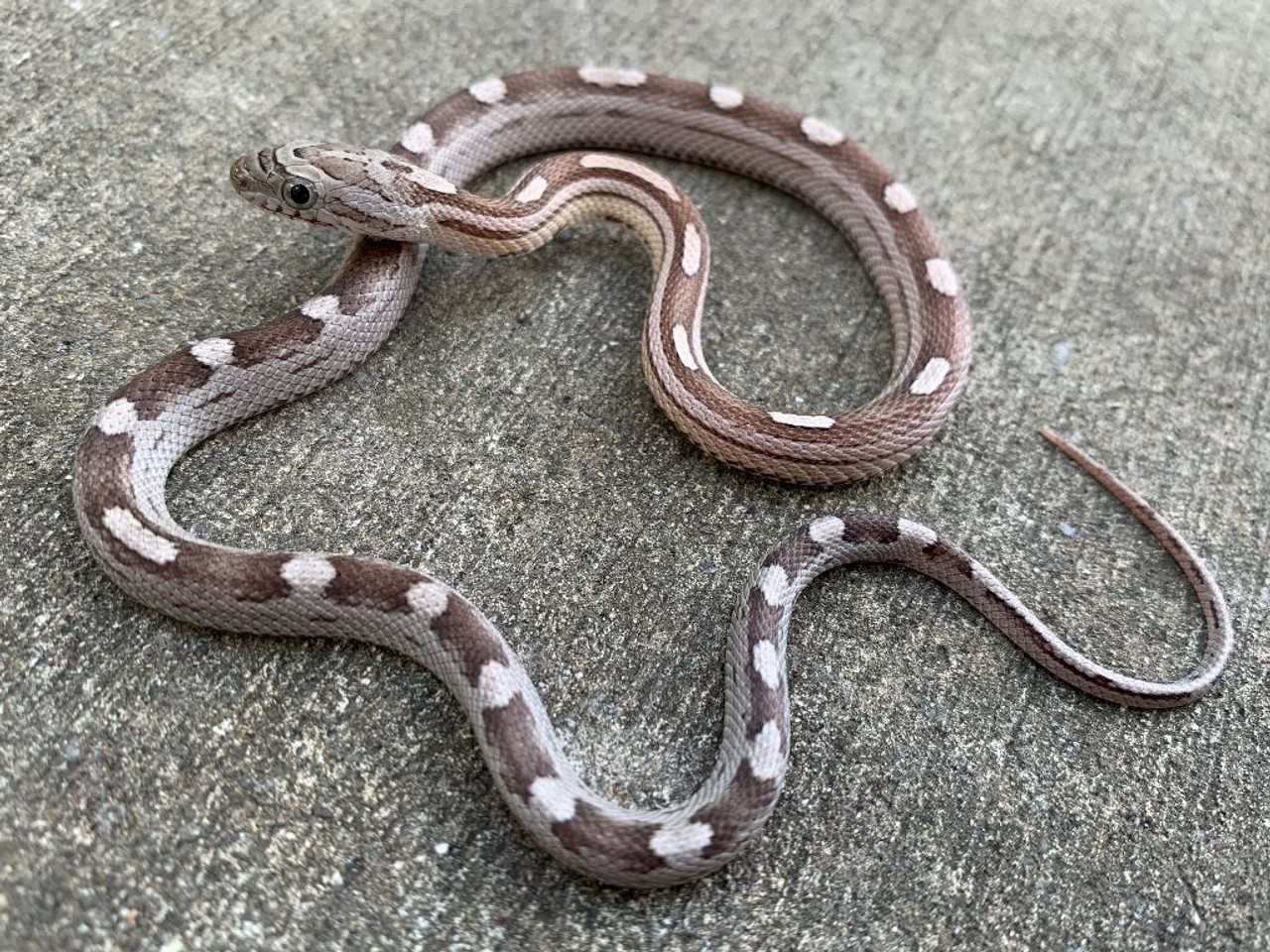 amber motley corn snake