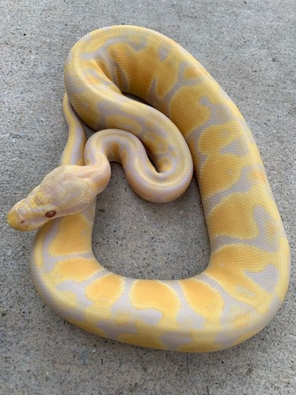 Candy Ball Python for sale | Snakes at Sunset