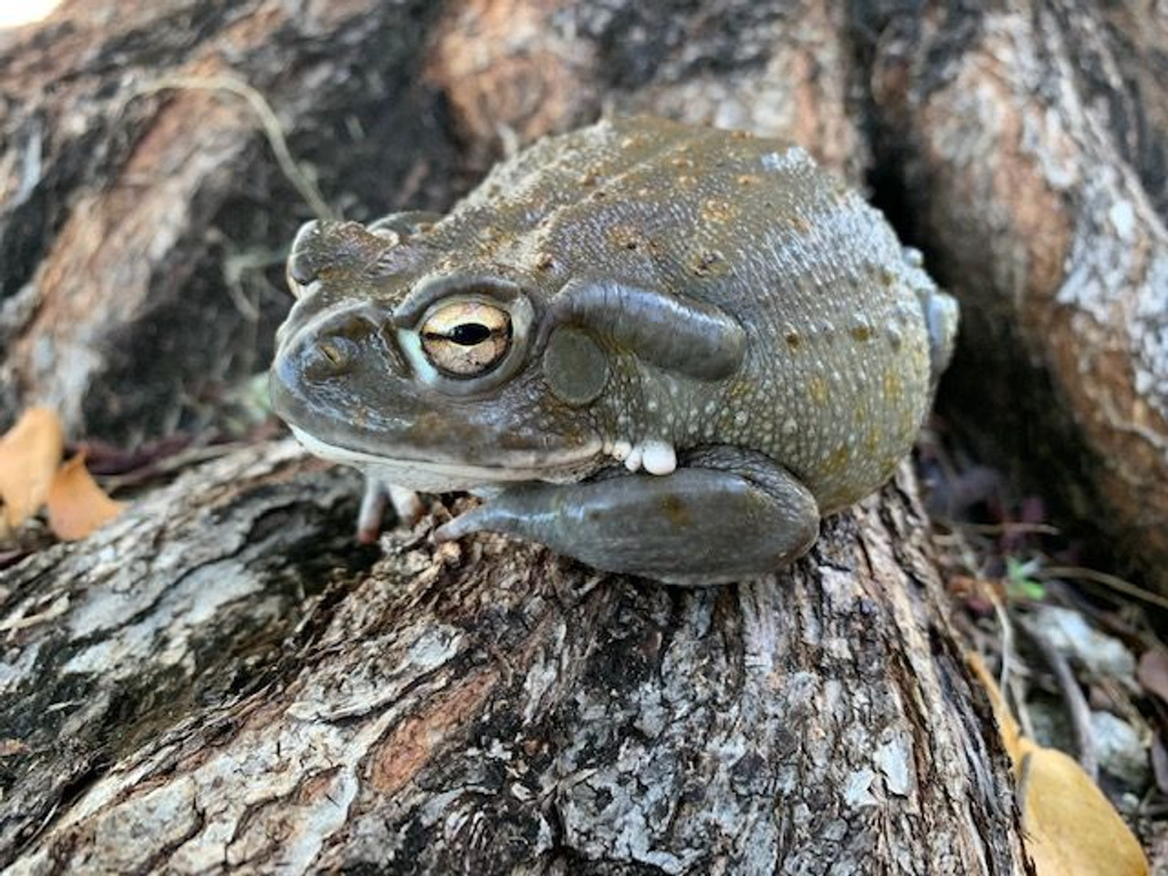 Colorado River Toads for sale | Snakes at Sunset