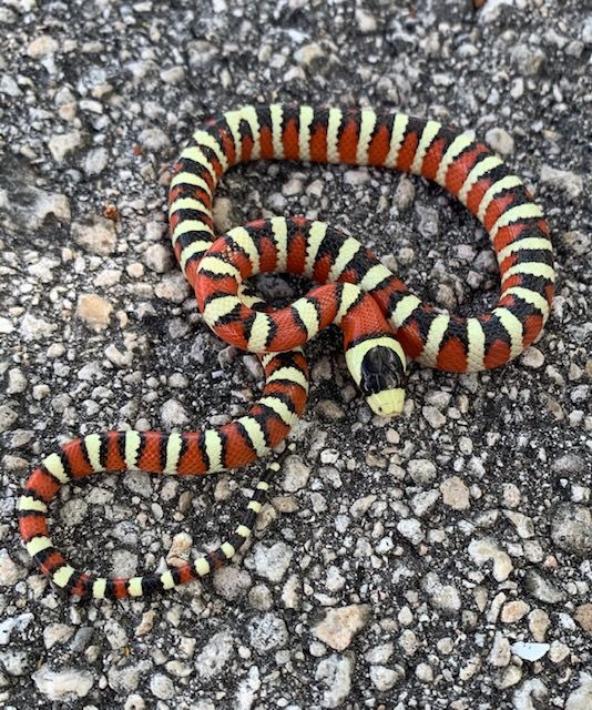 Arizona Mountain King Snake for sale | Snakes at Sunset