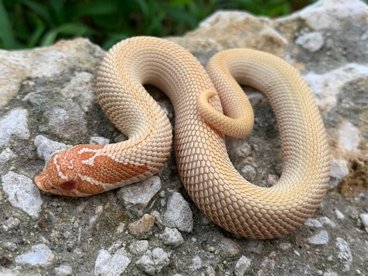 albino western hognose snake