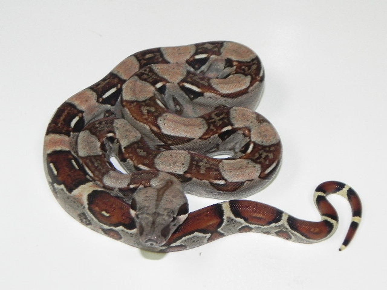 Colombian Red Tail Boas for sale