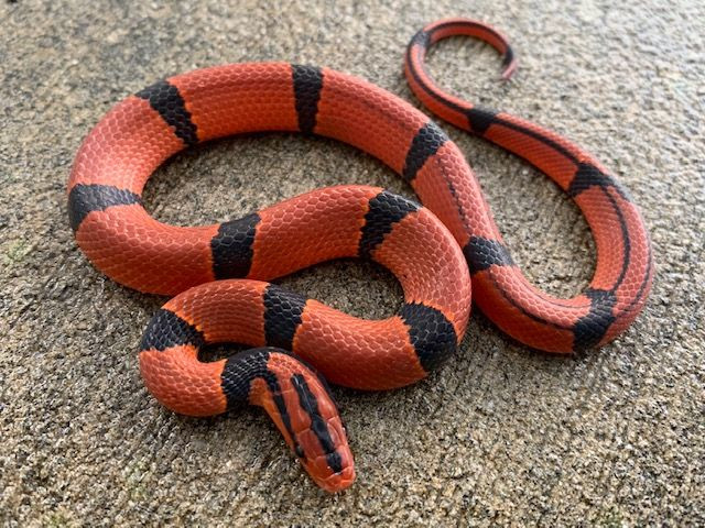 Bamboo Ratsnakes for sale | Snakes at Sunset
