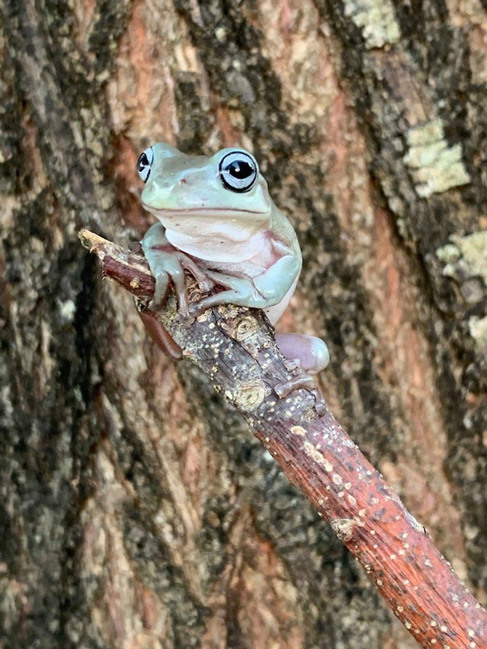 whites tree frog