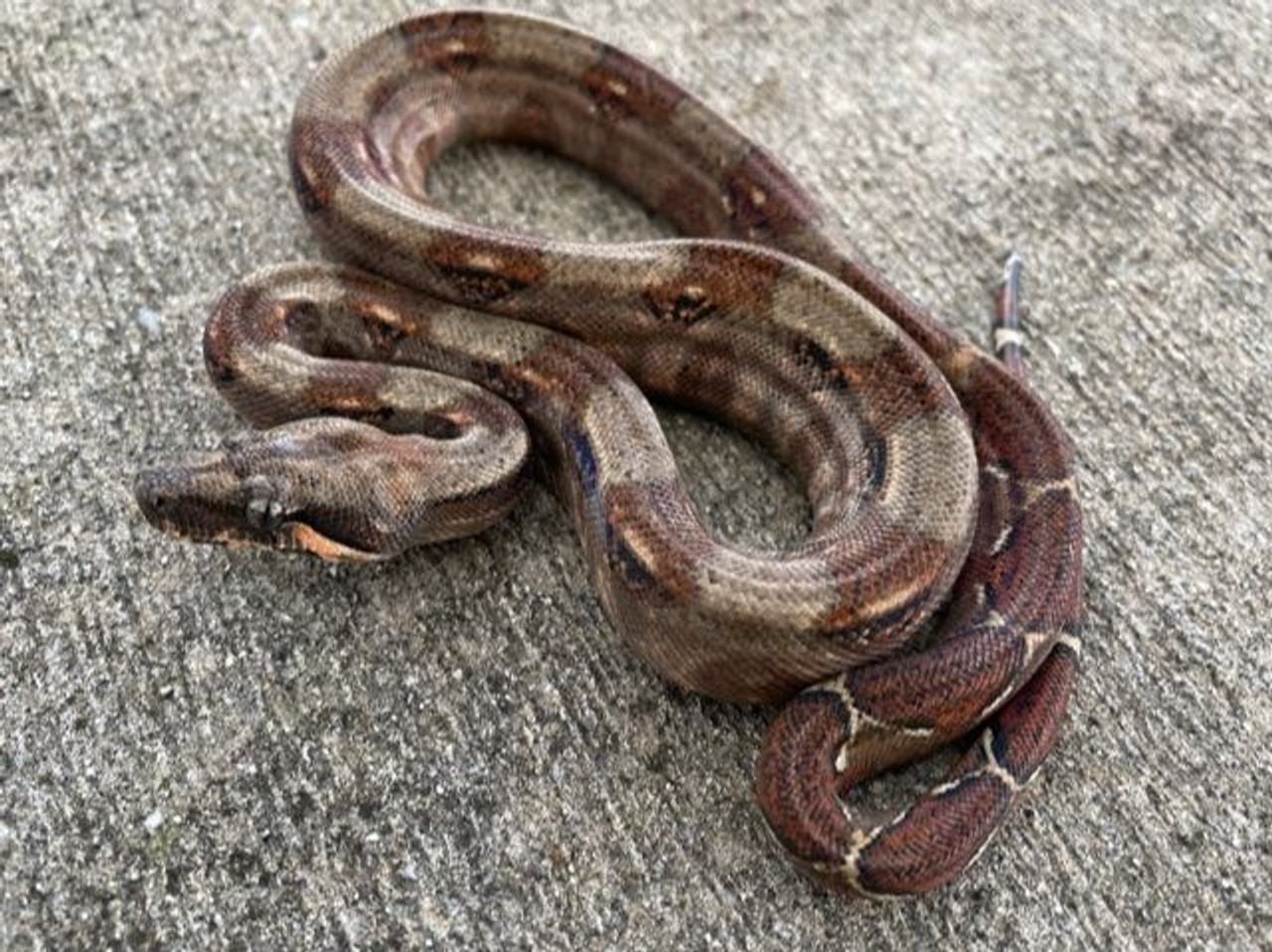 photo Baby Boa Constrictor Snake bahia boa constrictor for sale boa imperator one male left