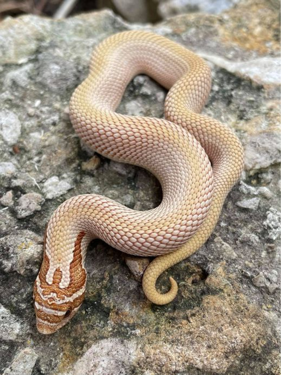 Anaconda snake for sale