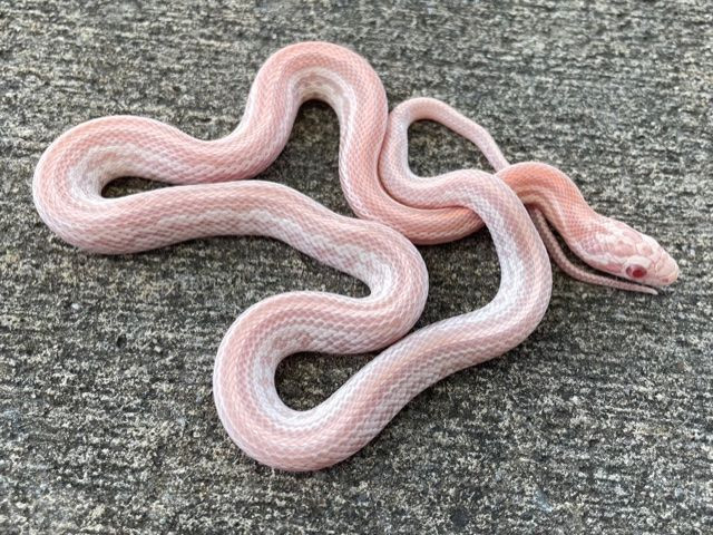 Cotton Candy Tessera Corn Snakes for sale | Snakes at Sunset