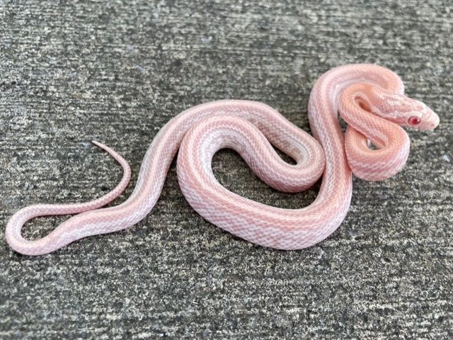 Cotton Candy Tessera Corn Snakes for sale Snakes at Sunset