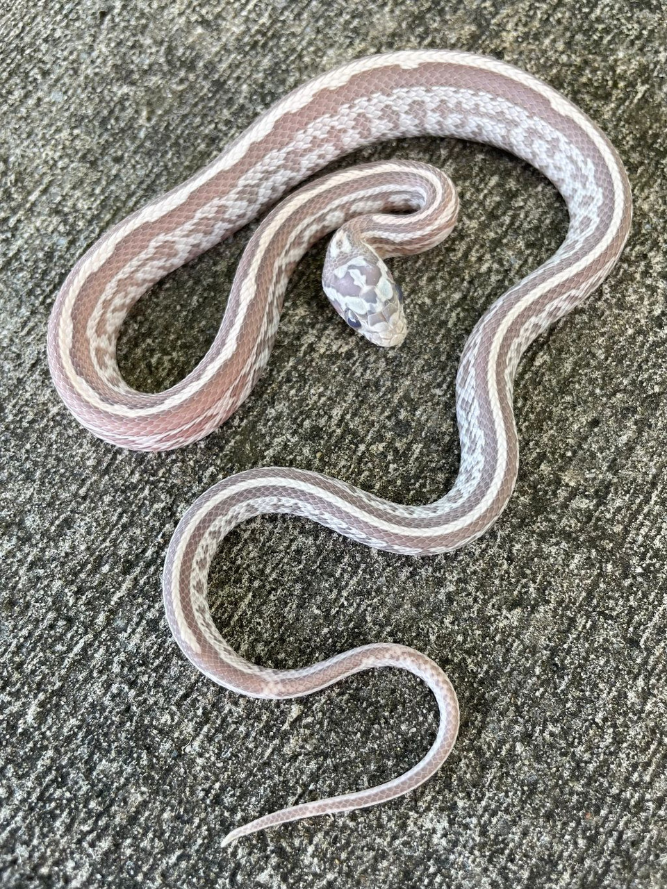 anery tessera corn snake