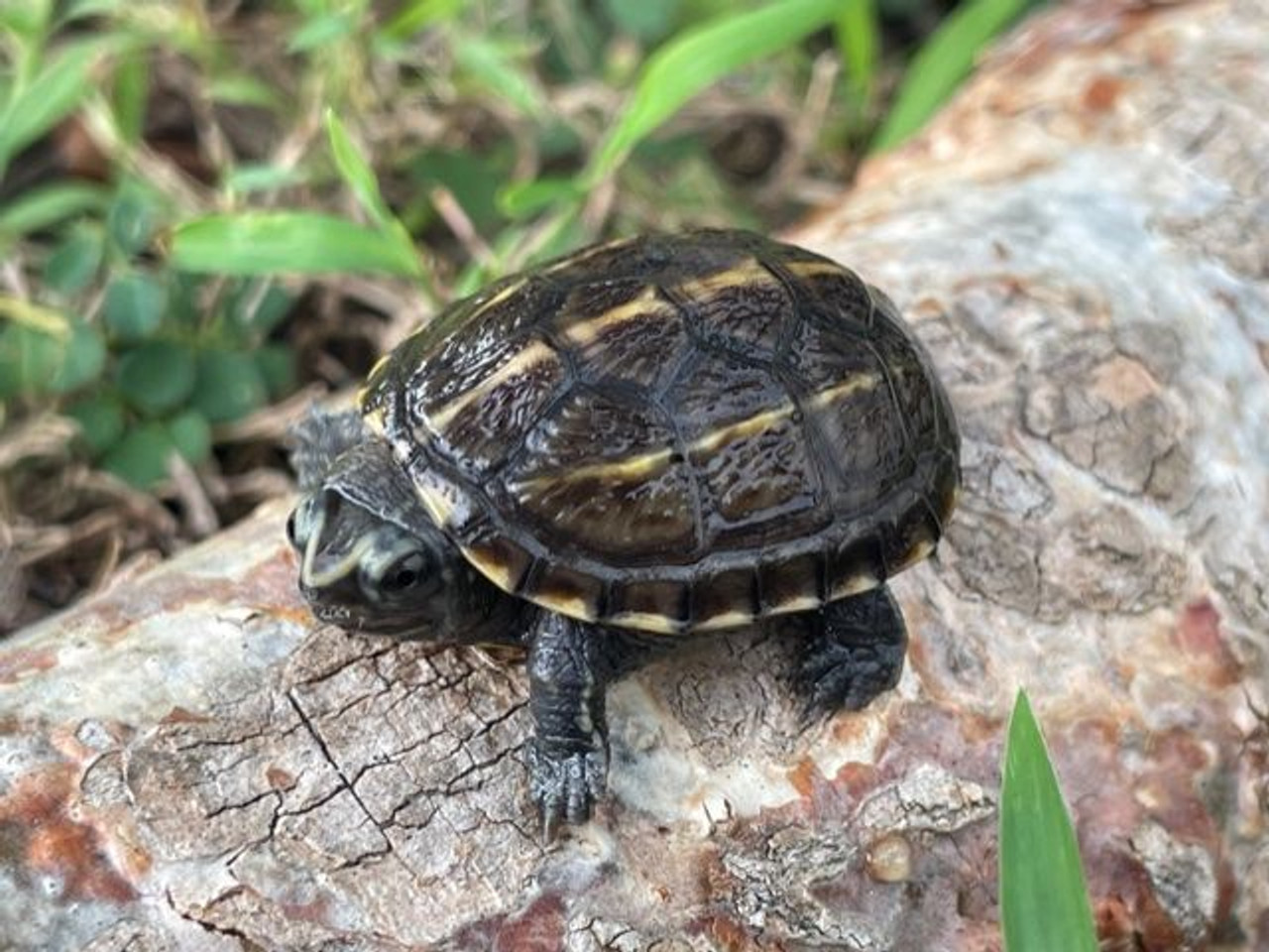 baby mud turtle