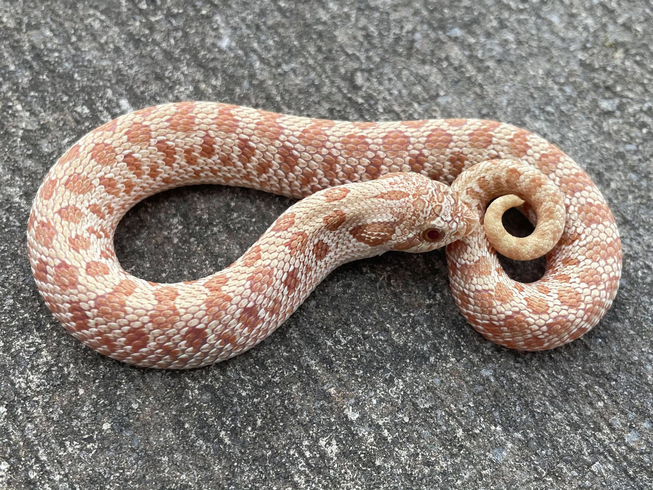 Caramel Western Hognose Snake for sale | Snakes at Sunset