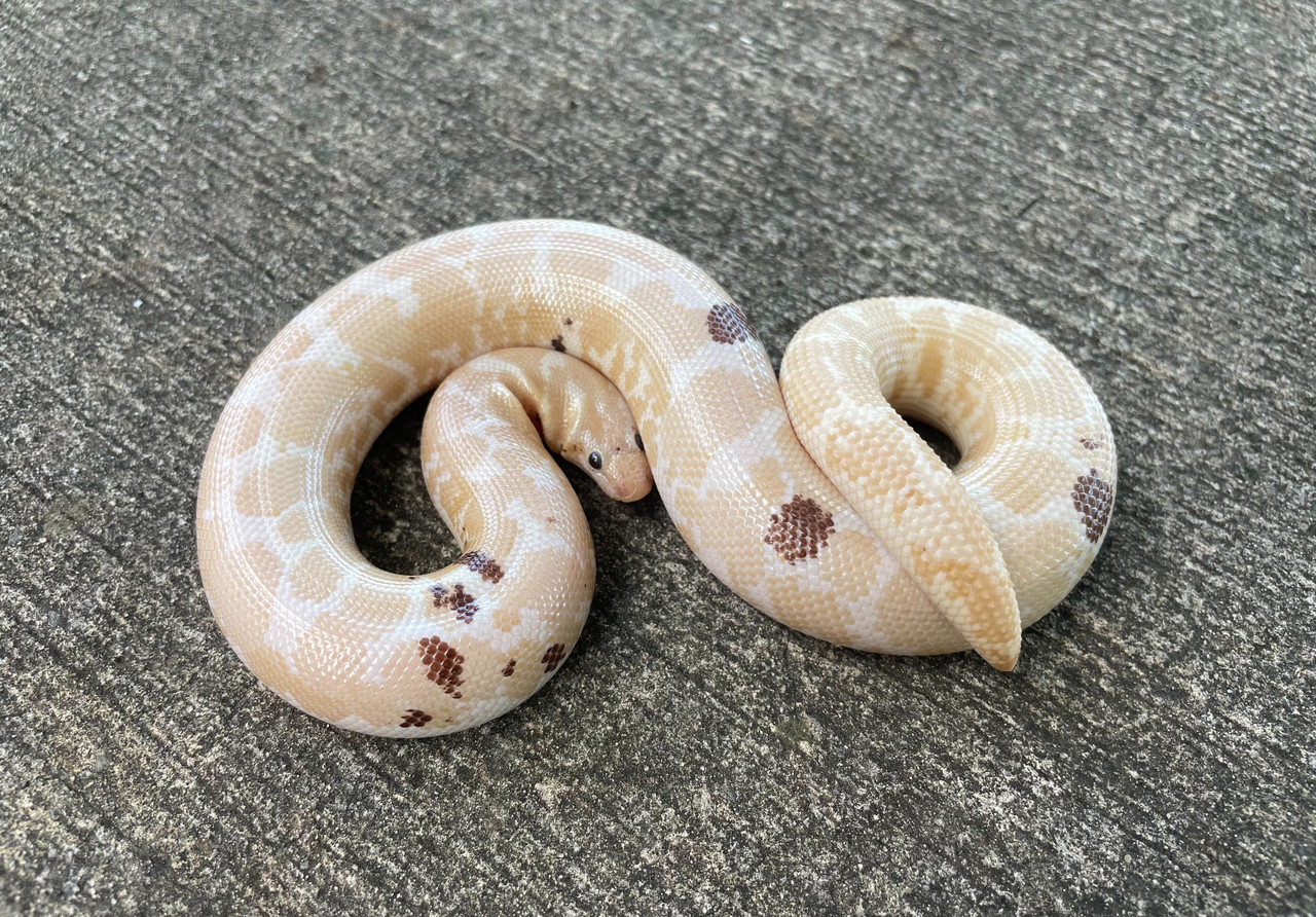 PARADOX Snow Kenyan Sand Boa for sale | Snakes at Sunset