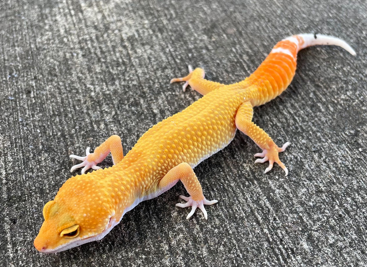 leopard gecko carrot tail