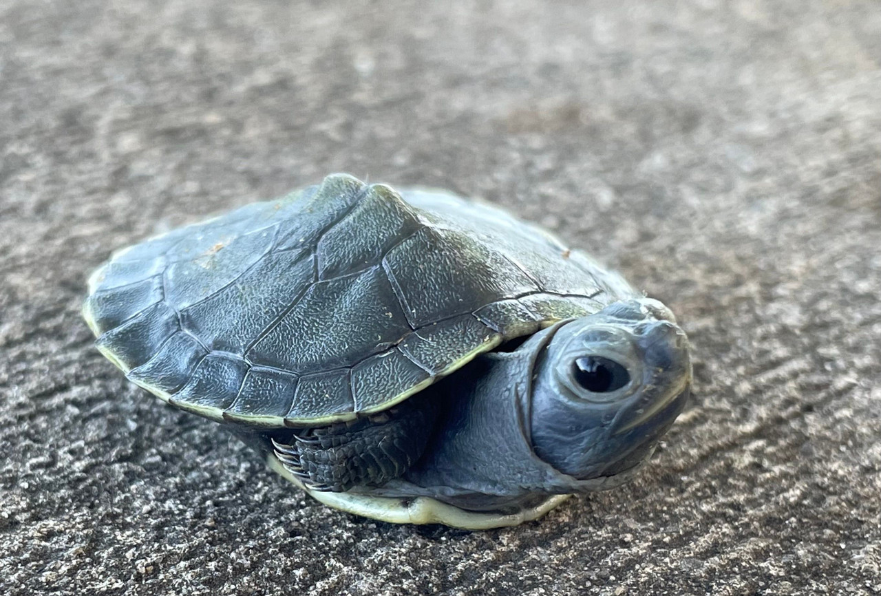 【CHARCOAL】CaRouseLamBRa NS TURTLE Charcoal Red Ear Slider Turtles for sale | Snakes at Sunset