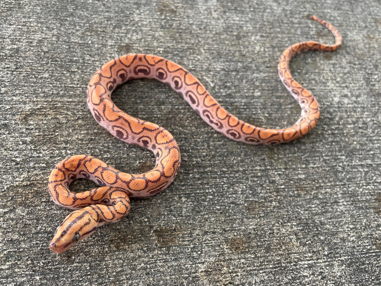 Leucistic Colombian Rainbow Boa for sale