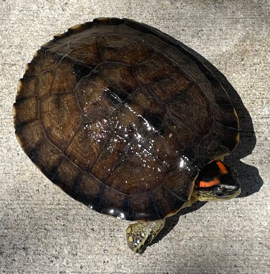 wood turtle for sale near me