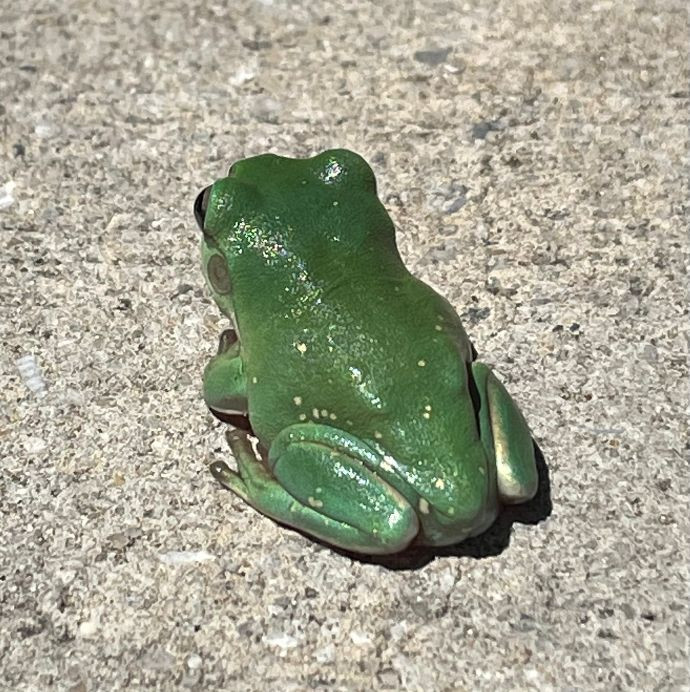 Baby Tree Frogs White s Tree Frogs Meet Them At Zoo Leipzig Baby Tree Frogs White s Tree Frogs Meet Them At Zoo Leipzig
