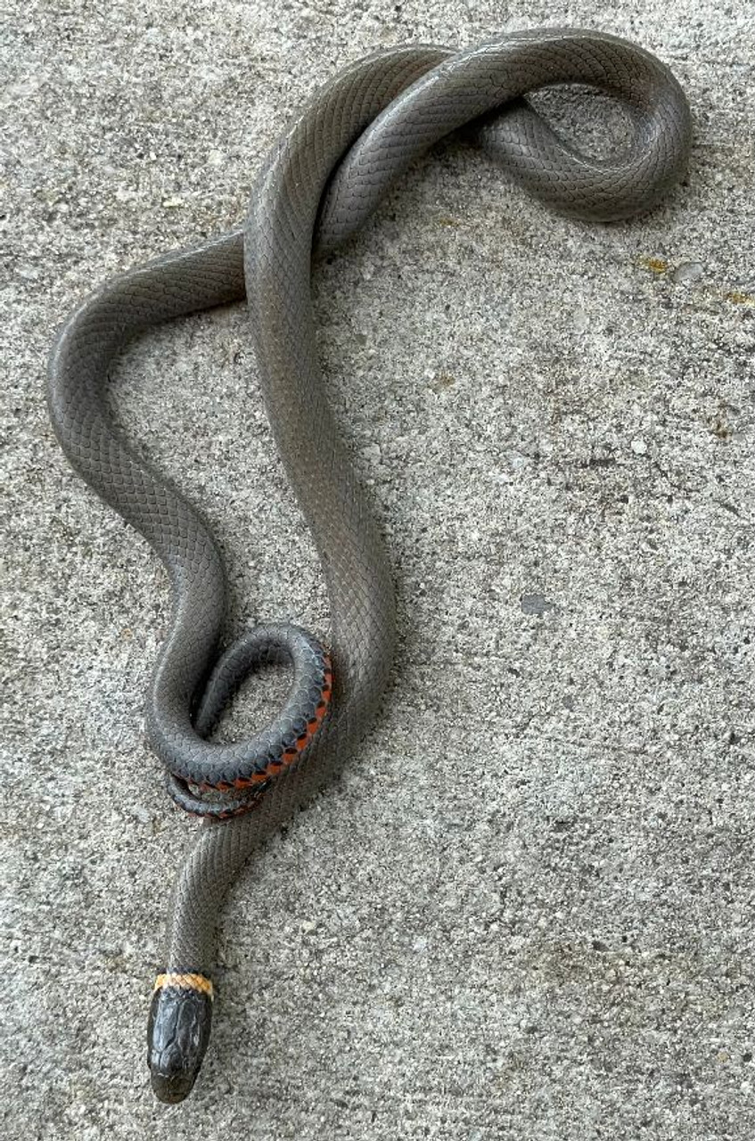 Ring Neck Snakes for sale (Diadophis punctatus)