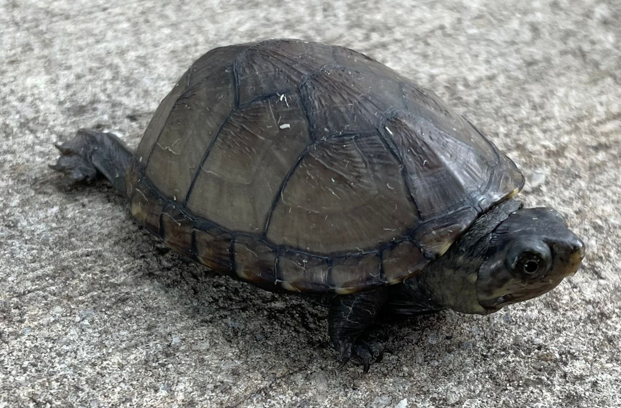 baby mud turtle