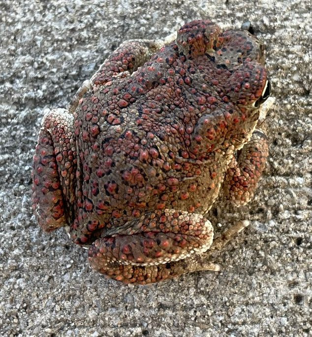 Berbers Toad for Sale