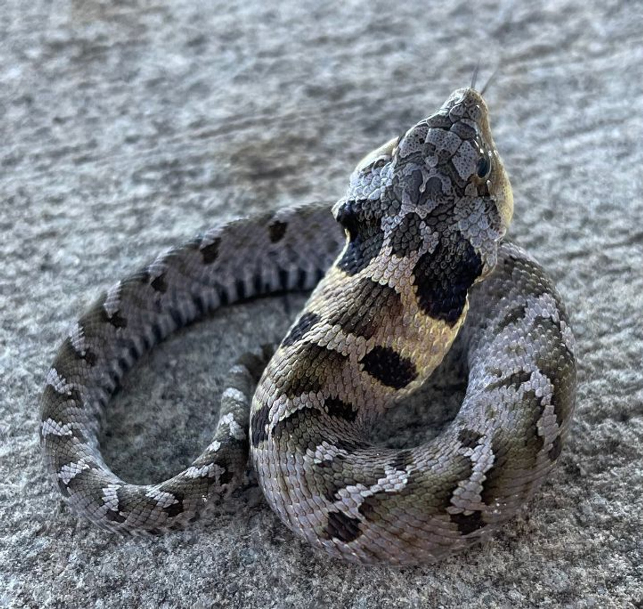 baby eastern hognose snake