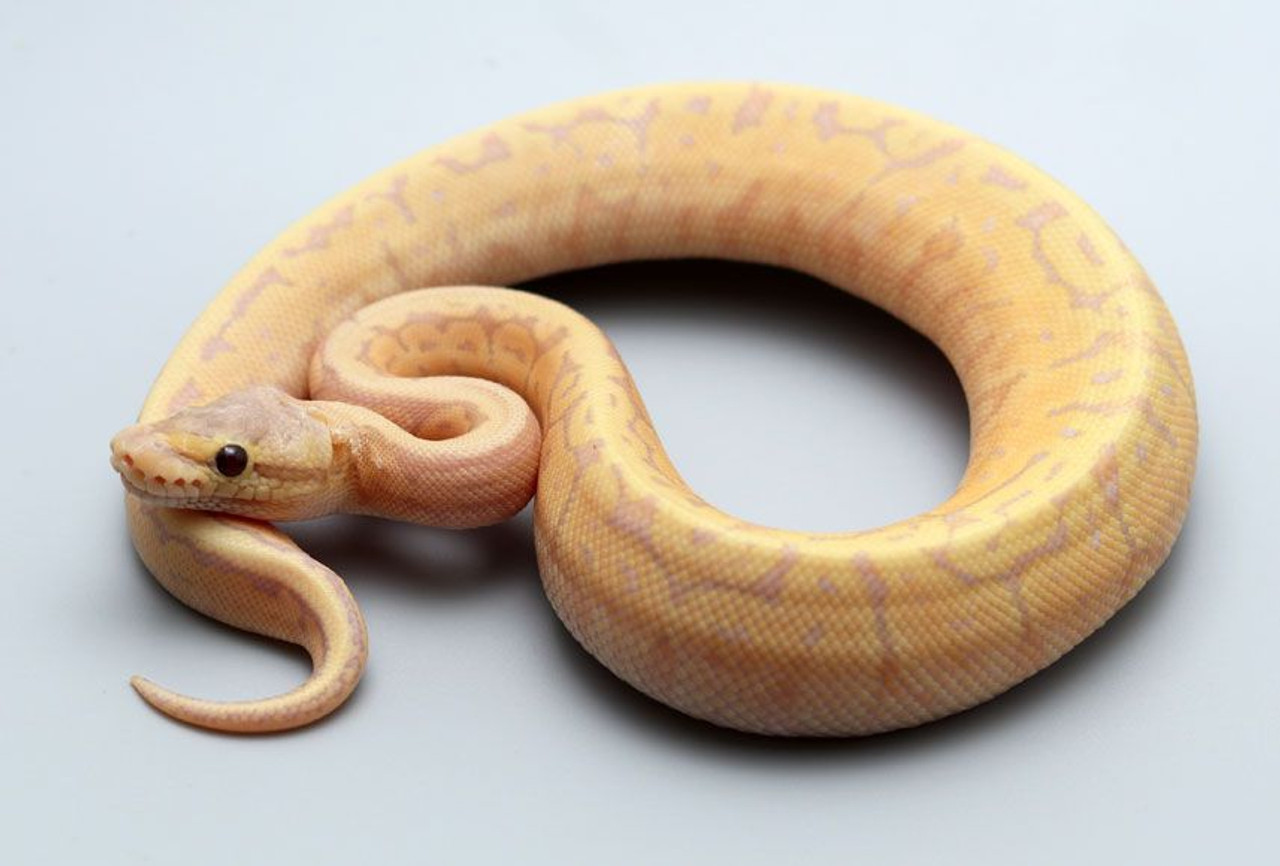 Select Ball Pythons for sale | Snakes at Sunset