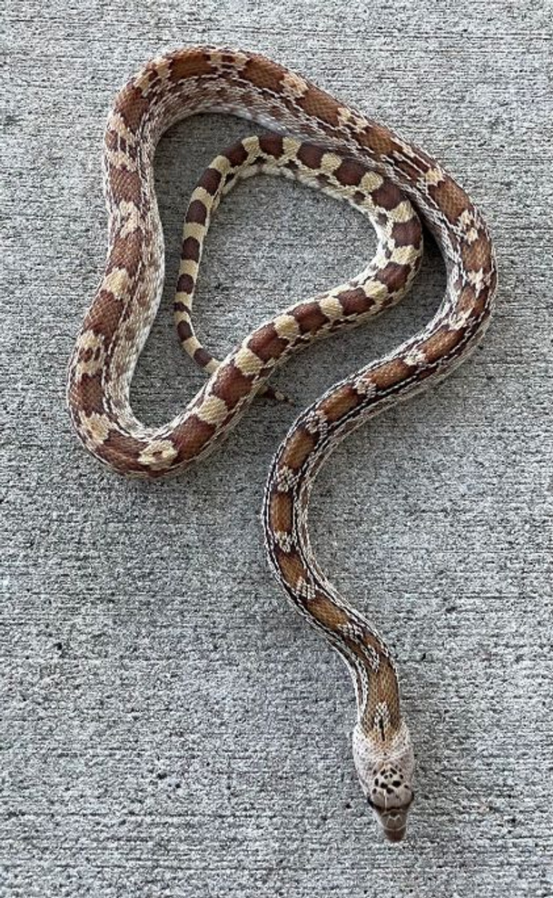 Gopher Snakes Snakes for sale Snakes at Sunset
