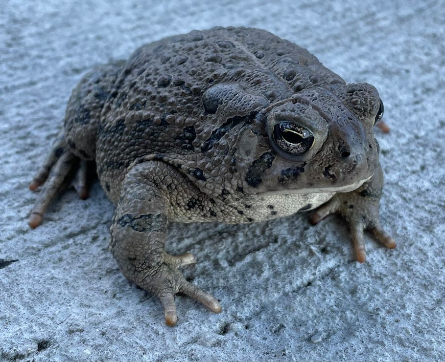 Woodhouse Toad for Sale