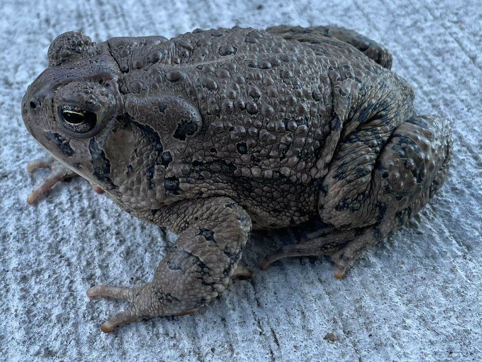 Woodhouse Toad for Sale