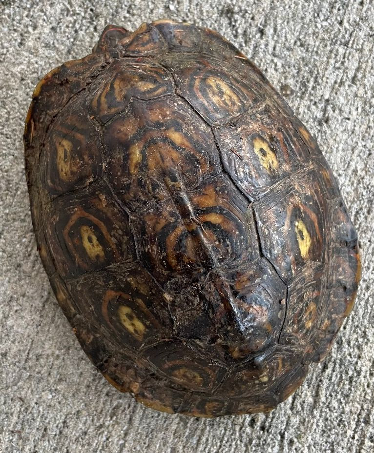 wood turtle for sale near me