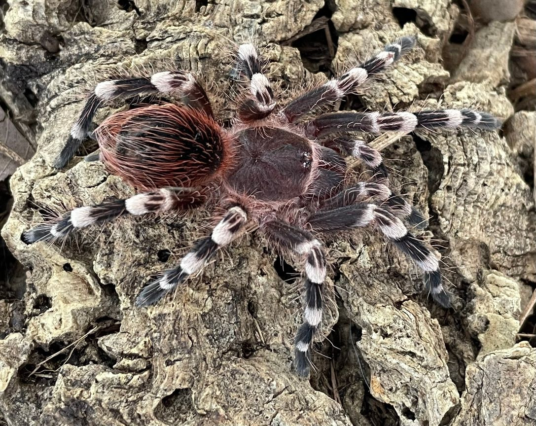 Brazilian White Knee Tarantula (Acanthoscuria geniculata) | Snakes at