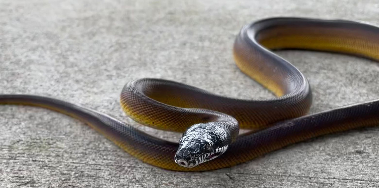 D'Alberts Pythons for sale | Snakes at Sunset