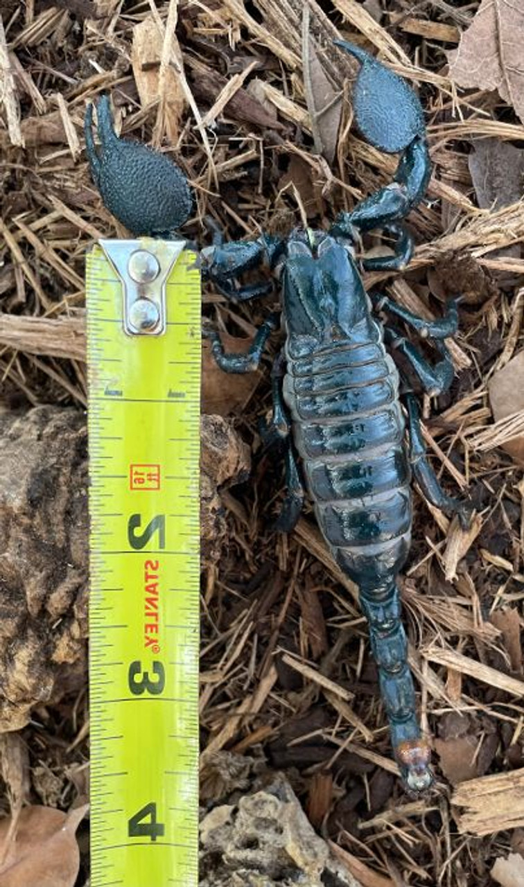 Emperor Scorpion for sale Snakes at Sunset
