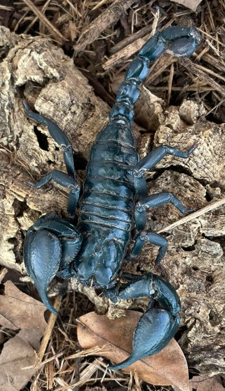 Asian Forest Scorpion for sale | Snakes at Sunset