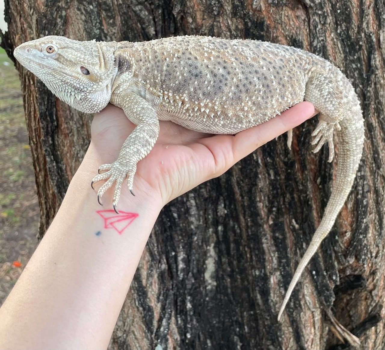 full grown bearded dragons