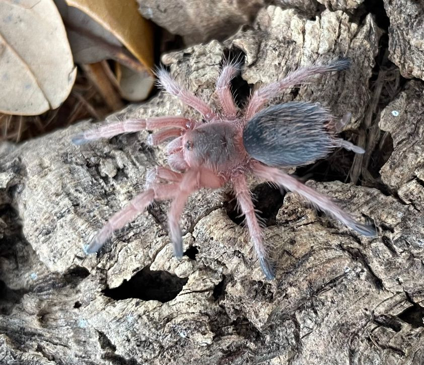 Chilean Rose Hair Taranutla for sale (Grammastola rosea) | Snakes at Sunset