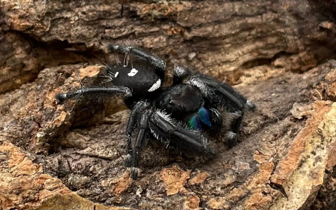 Regal Jumping Spider (Phidippus regius) - Available Jumping Spiders - Jumping  Spiders for Sale, Pet Store