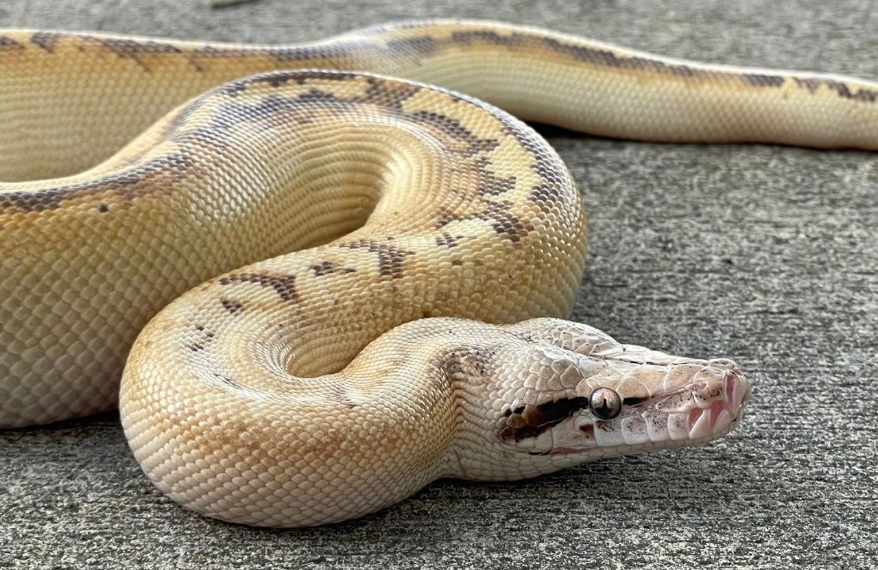 Ivory Blood Pythons for sale Snakes at Sunset